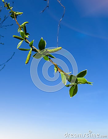 Willow branches with buds against the background of nature in early spring, blue sky. Willow branch with seals against Stock Photo