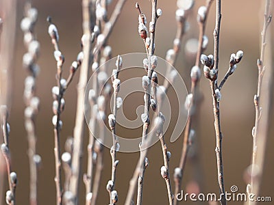 Willow branches with buds. Spring nature background Stock Photo