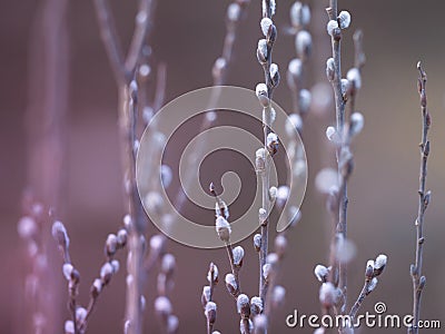 Willow branches with buds. Spring nature background Stock Photo