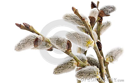 Willow branches with catkins isolated on white Stock Photo