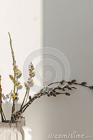 Willow branches close up in sunny light on white wall background. Happy Easter ! Simple stylish easter decor aesthetics. Space for Stock Photo