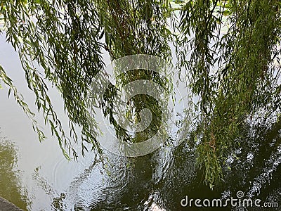 The willow branches dangle over the water's surface, resembling soft ribbons Stock Photo