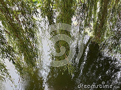 The willow branches dangle over the water's surface, resembling soft ribbons Stock Photo