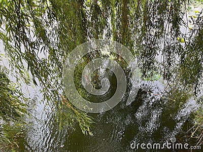 The willow branches dangle over the water's surface, resembling soft ribbons Stock Photo