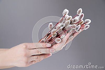 Willow branches in female hands on a gray background Stock Photo