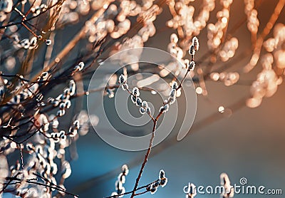 Beautiful willow branches with fluffy soft buds blossoming in the spring Park clean on Easter Sunday morning in the warm dawn Stock Photo