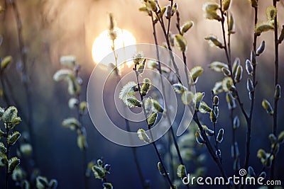 Willow branches with fluffy yellow buds blossomed in spring warm day on the background of sunset Stock Photo