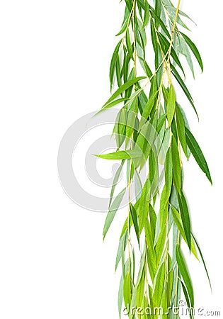 Willow branches isolated on white background Stock Photo