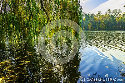 Willow Branches under River in Autumn season Stock Photo