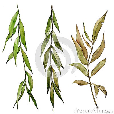 Willow branches in a watercolor style isolated. Stock Photo