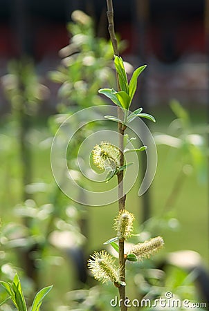 Willow branchlet Stock Photo