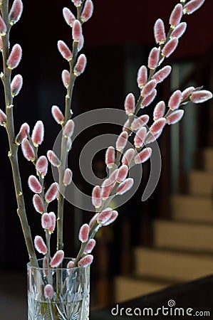 Willow buds branches in vase Stock Photo