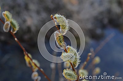 Willow buds Stock Photo