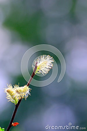 Willow buds Stock Photo