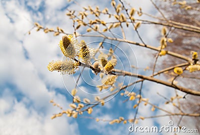 Willow buds Stock Photo