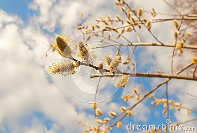 Willow buds Stock Photo