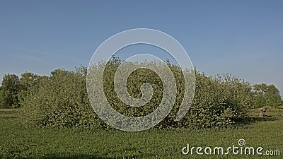 Big willow shrubs in the flemish countryside Stock Photo