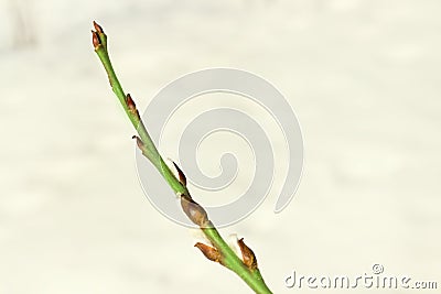 A willow bushes with swollen buds one branch with three buds on a bokeh background Stock Photo