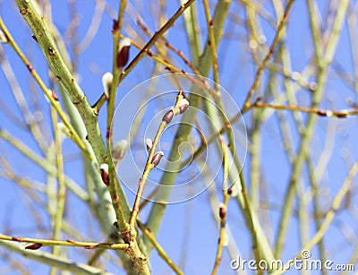 A willow bushes with swollen buds one branch with three buds on a bokeh background Stock Photo