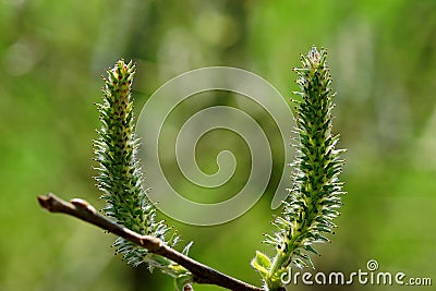 Willow catkin Stock Photo