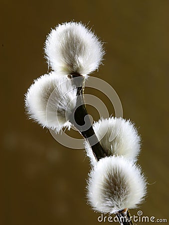 Willow catkins Stock Photo