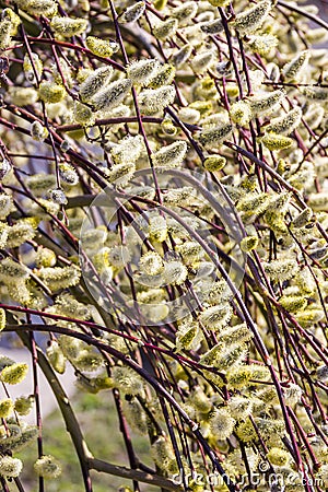 Willow catkins Stock Photo