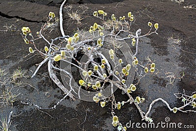 Willow catkins at spring in Iceland Stock Photo