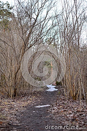 Willow corridor early spring Stock Photo