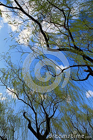 Willow in early Spring Stock Photo