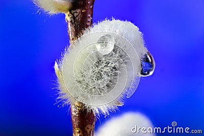 Willow. Early spring willow catkins. A branch with swollen buds for Easter decoration. A willow branch pointing upwards as a symbo Stock Photo