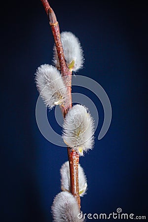 Willow. Early spring willow catkins. A branch with swollen buds for Easter decoration. A willow branch pointing upwards as a symbo Stock Photo