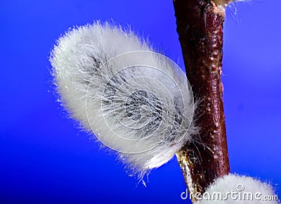 Willow. Early spring willow catkins. A branch with swollen buds for Easter decoration. A willow branch pointing upwards as a symbo Stock Photo