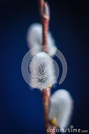 Willow. Early spring willow catkins. A branch with swollen buds for Easter decoration. A willow branch pointing upwards as a symbo Stock Photo