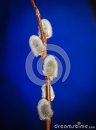 Willow. Early spring willow catkins. A branch with swollen buds for Easter decoration. A willow branch pointing upwards as a symbo Stock Photo