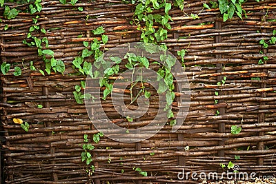 Willow fencing screen Stock Photo