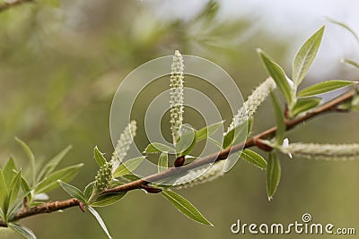 Willow flower of an Almond willow Stock Photo