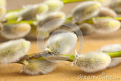 Willow flowers Stock Photo