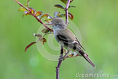 Willow Flycatcher Stock Photo