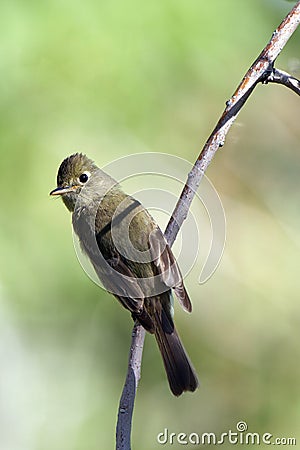 Willow Flycatcher, Empidonax traillii Stock Photo