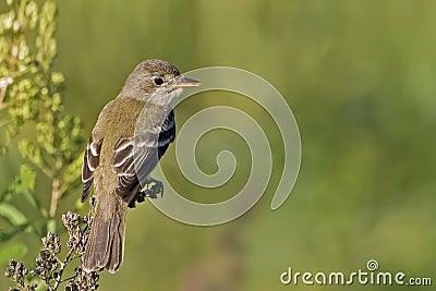 Willow Flycatcher, Empidonax traillii, perched on branch Stock Photo