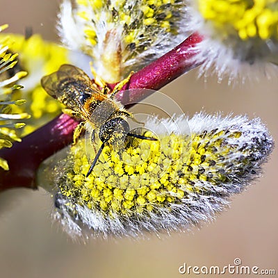 Willow goat (Salix caprea L.) and bee Stock Photo