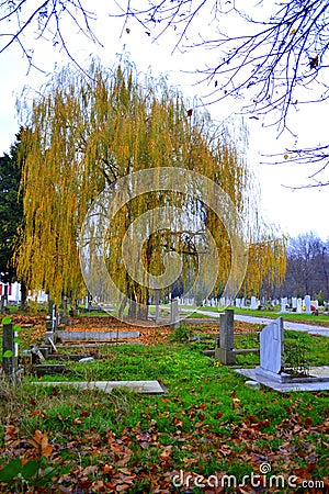 Willow in graveyard Stock Photo