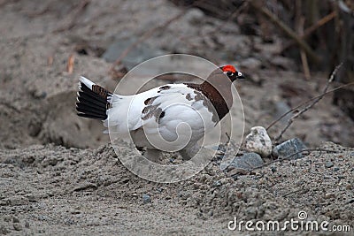 willow grouse on forest road Stock Photo