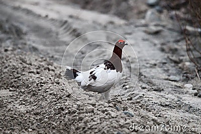 willow grouse on the forest road Stock Photo