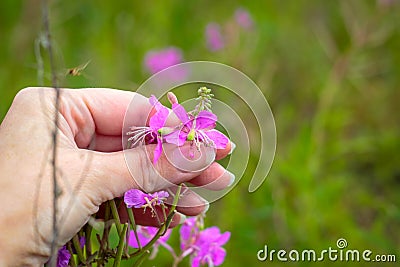 Willow-herb in hand Stock Photo