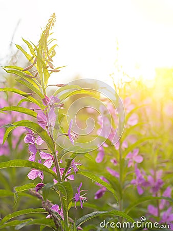 Willow herb Ivan tea in the warm summer light. Stock Photo