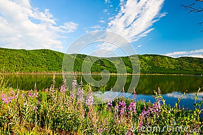 The willow herb and lake Stock Photo