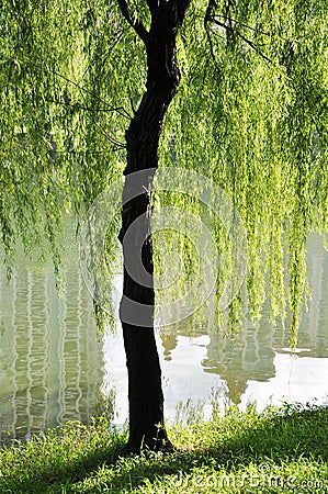 The willow lakeside Stock Photo