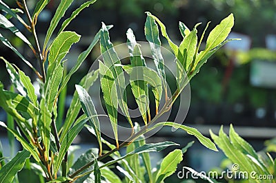 Willow Leaf Bay Laurel Laurus nobilis Stock Photo