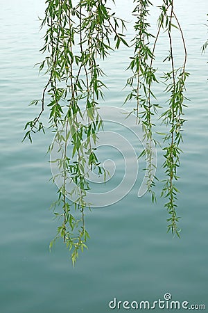 Willow leaves Stock Photo